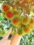 Hands of agriculturist woman check the quality of rambutuns in a farm.