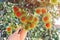 Hands of agriculturist woman check the quality of rambutuns in a farm.