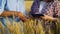 Hands of agronomists examining crops and using tablet in wheat field