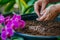 hands applying fertilizer granules to orchid potting medium