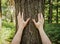 hands and arms hugging and touching a tree trunk to be closer to nature