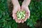 Hands and beans, beans in the field