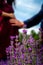 Hands on the belly of a pregnant woman, symbolizing future motherhood. A walk of a young couple on a lavender field, a cozy, quiet