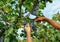 Hands of a Black farmer or worker harvesting grapes