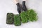 Hands in a black gloves take a tray with microgreen sprouts