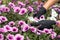 hands in black gloves taking care by colored flowers in hothouse