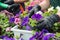 hands in black gloves taking care by colored flowers in hothouse