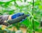 Hands in blue gloves growing cucumbers in greenhouse