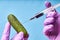 Hands in blue gloves inject liquid from syringe into cucumber, genetically modified engineering