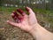 Hands after blueberry picking