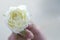 Hands blur on beauty gives white roses for you