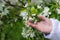 Hands of bride touch flowering branch with a ring