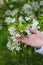 Hands of bride touch flowering branch with a ring