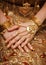 Hands of a bride in a traditional wedding jewelry. Sri Lanka