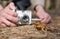 Hands with camera making photo of sitting frog