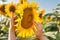 Hands carefully touching a sunflower