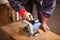 Hands carpenter working with a circular saw