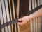 The hands of a caucasian young man are installing black slats for the base under the mattress,