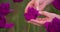 Hands Checking Purple Tulip Petals At Farm