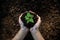 Hands child holding young plants on the back soil in the nature park of growth of plant