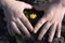 Hands of a child and a small yellow flower growing in the ground