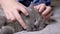 Hands of a Child Stroking a Gray Fluffy British Cat Sleeping on a Bed