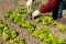 Hands clearing weed from the lettuce bed