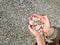 hands collect shells on sea beach. Closeup hands