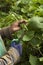 Hands collecting chayote