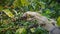 Hands collecting coffee beans on a plant