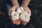 In the hands of the cotton grower harvested cotton