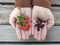 hands with crataegus monogyna and pyracantha coccinea fruits on the palm