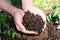 Hands Cupping Soil