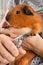 Hands cutting claws of guinea pig