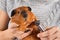 Hands cutting claws of guinea pig with nail clipper