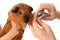 Hands cutting claws of guinea pig on white background