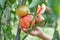 Hands cutting large tomatoes from a branch in a small tiny home garden