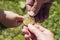 Hands of different people holding a gold coin bitcoin. Blurred background.