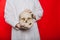 Hands of a doctor in gloves closeup hold a skull on a red background. Anthropologist. Pathologist medical worker. The concept of