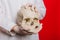 Hands of a doctor in gloves closeup hold a skull on a red background. Anthropologist. Pathologist medical worker. The concept of