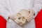 Hands of a doctor in gloves closeup hold a skull on a red background. Anthropologist. Pathologist medical worker. The concept of