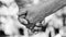 Hands of an elderly couple, close-up. Olderly couple holding hands during walking. Love concept