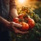 the hands of the farmer carefully put the fresh crop of tomatoes in the basket