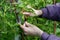 Hands of the farmer carefully tie up gentle spring branches of