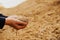 The hands of a farmer close-up holding a handful of wheat grains. Copy space. Rural meadow. Rich harvest concept.