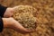 The hands of a farmer close-up holding a handful of wheat grains. Copy space. Rural meadow. Rich harvest concept.