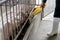 Hands of farmer feeding pig in organic rural farm agricultural. Livestock industry