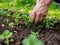 Hands of farmer or gardener putting plants into the soil. The concept of spring and the beginning of garden work