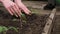 Hands of farmer growing and nurturing tree growing on fertile soil with green and yellow background, nurturing baby