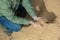 Hands of farmer holding handful of soybean husk